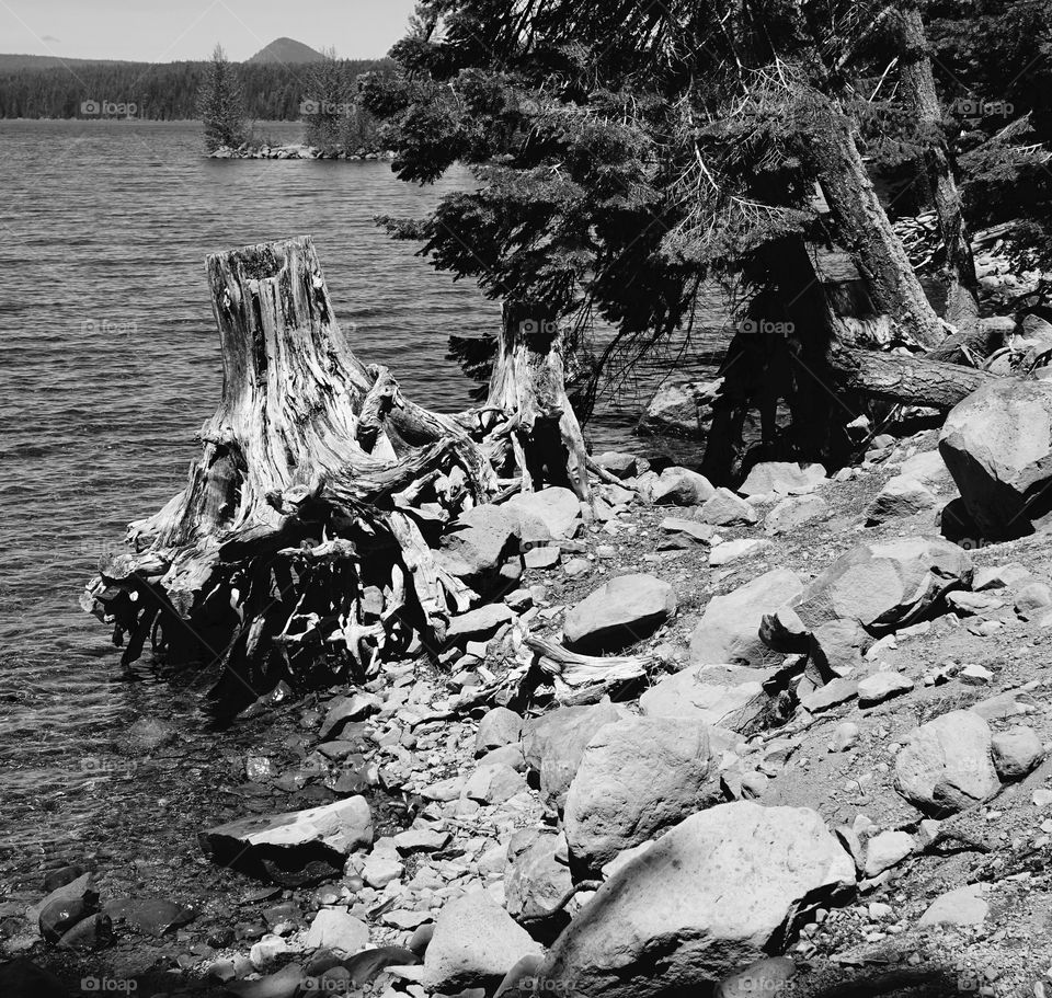 A stump on the shores of big Cultas Lake 