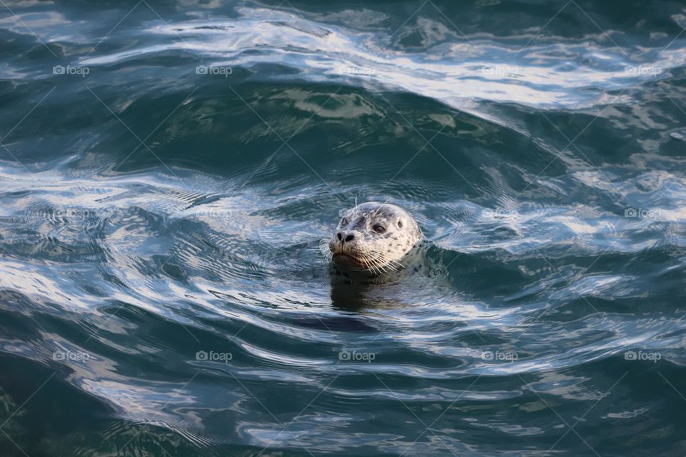 Baby seal 