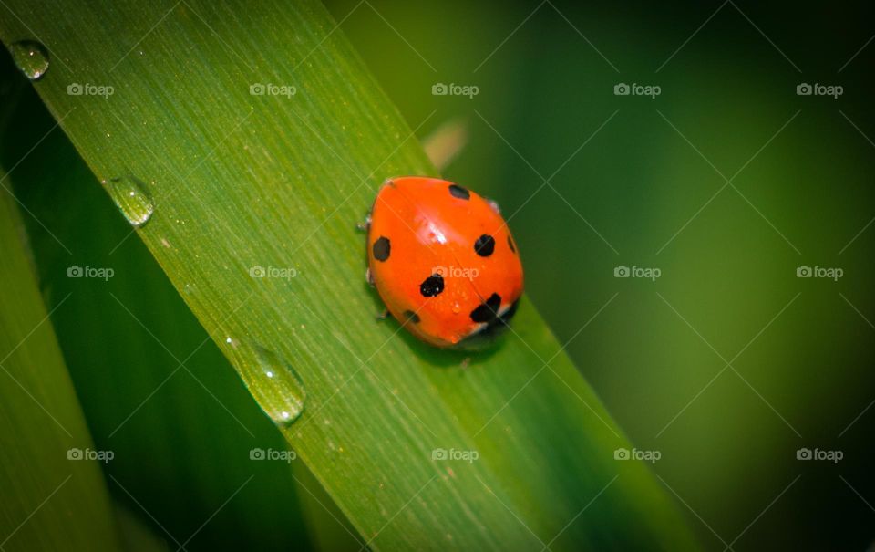 Ladybug