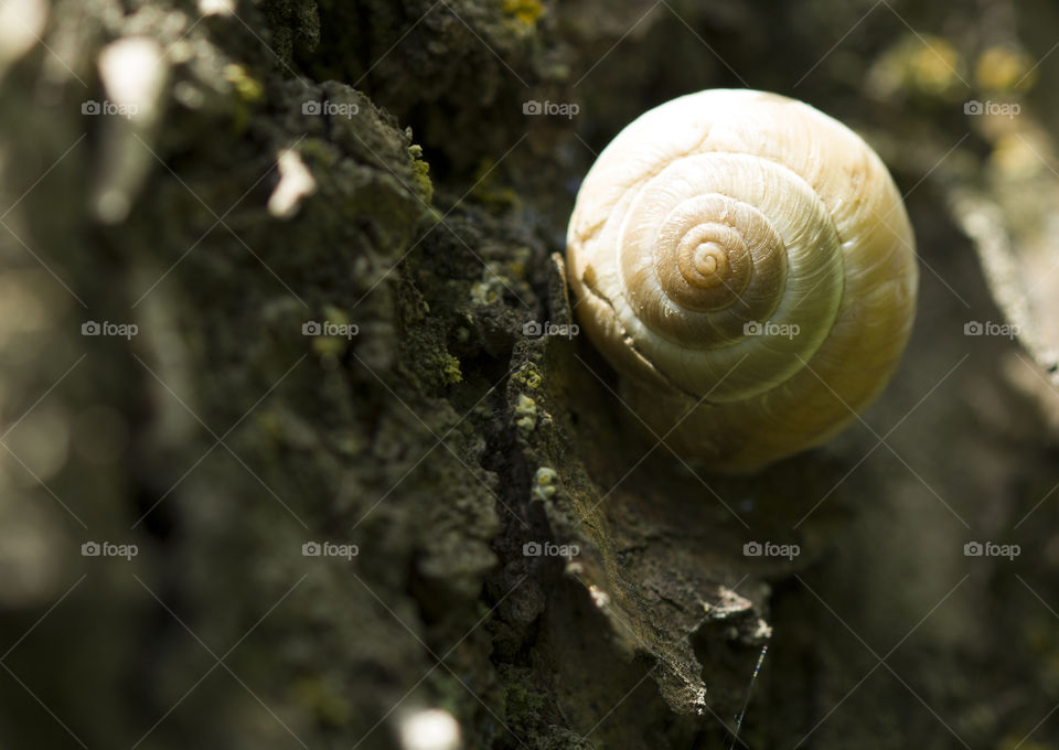 snail on a tree bark.  close up