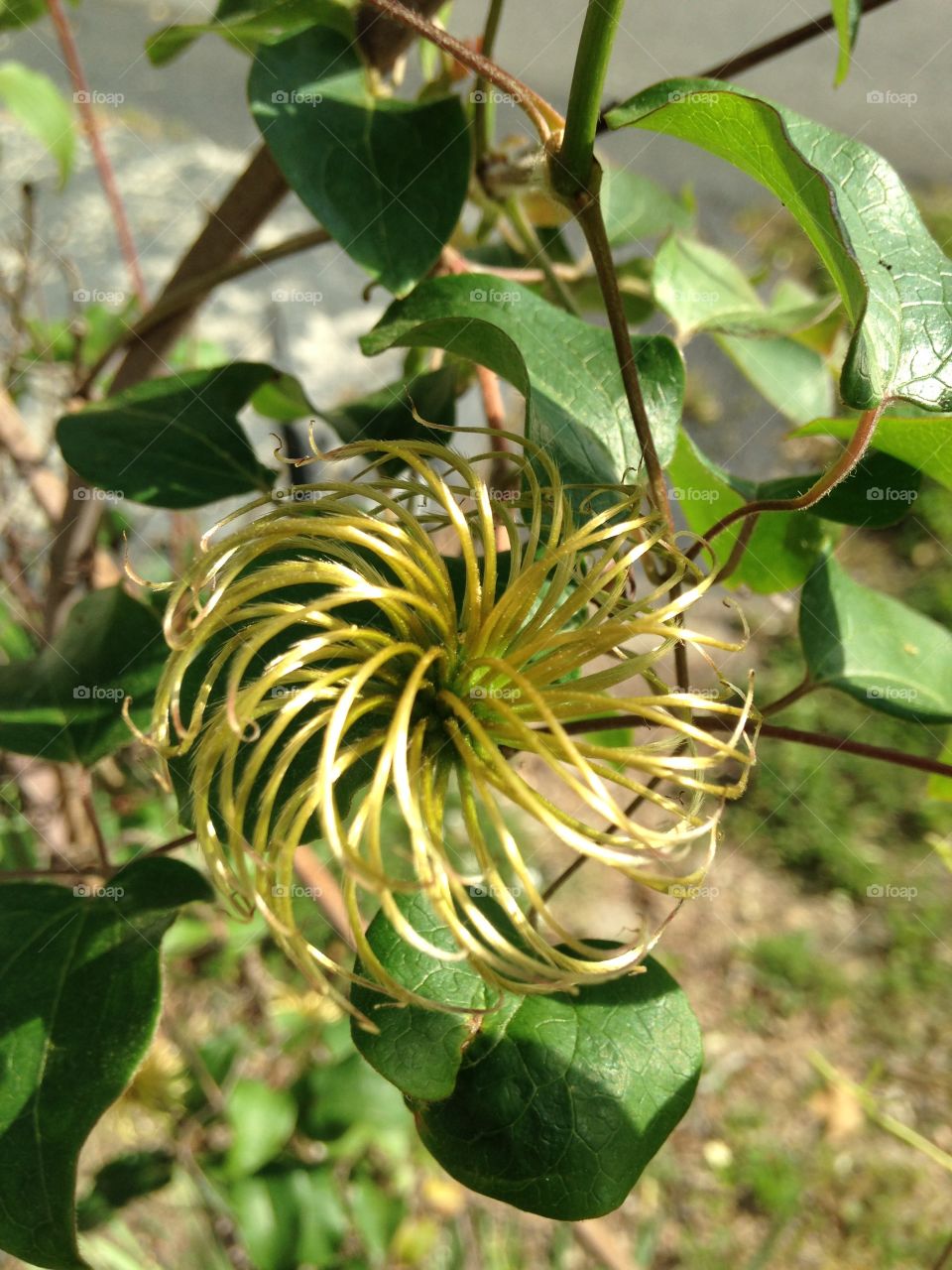 Twirly Flower Bud