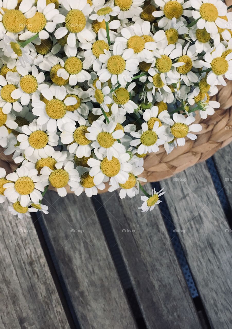 Chamomile 