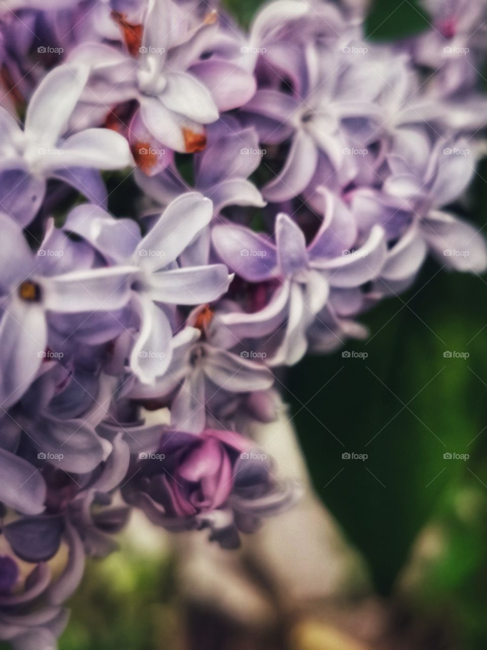 Russia nature view eco focus day part sun sunny travel Light reys trip tree form plant shades shape beauty greens outdoor freedom happy sky clouds moody fog foggy milky travel wild forest field heaven skyline horizont blue sky flowers