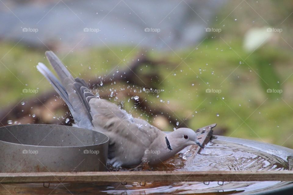 A wood pigeon bathes in the splashing water of a puddle and