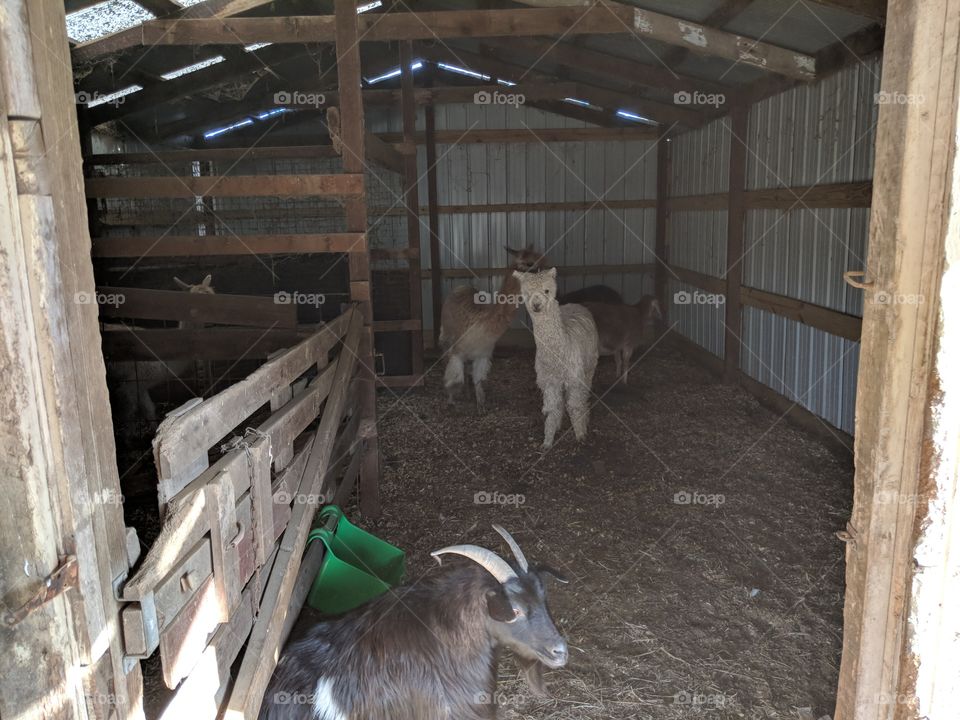 old barn, new animals