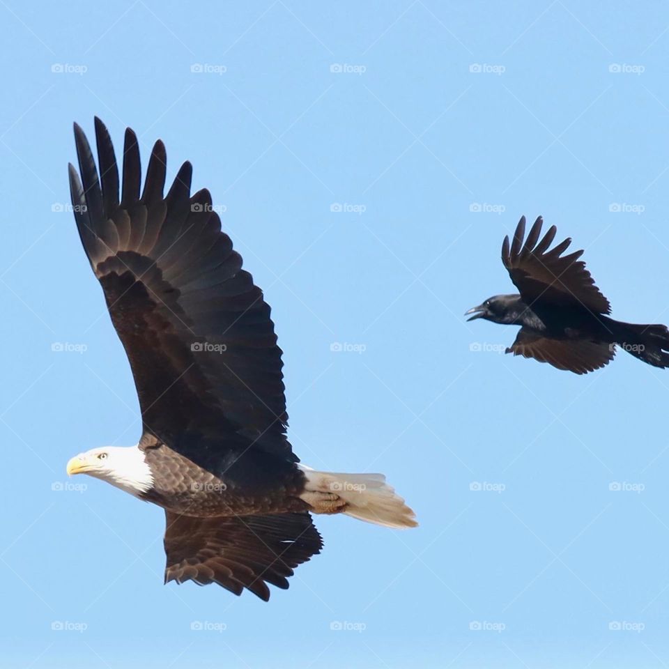 Eagle being chased 
