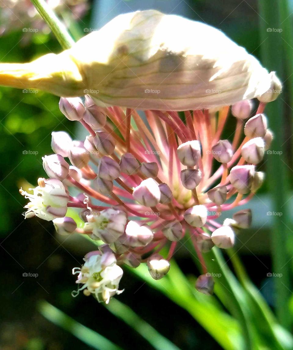 flowers from a leek released.