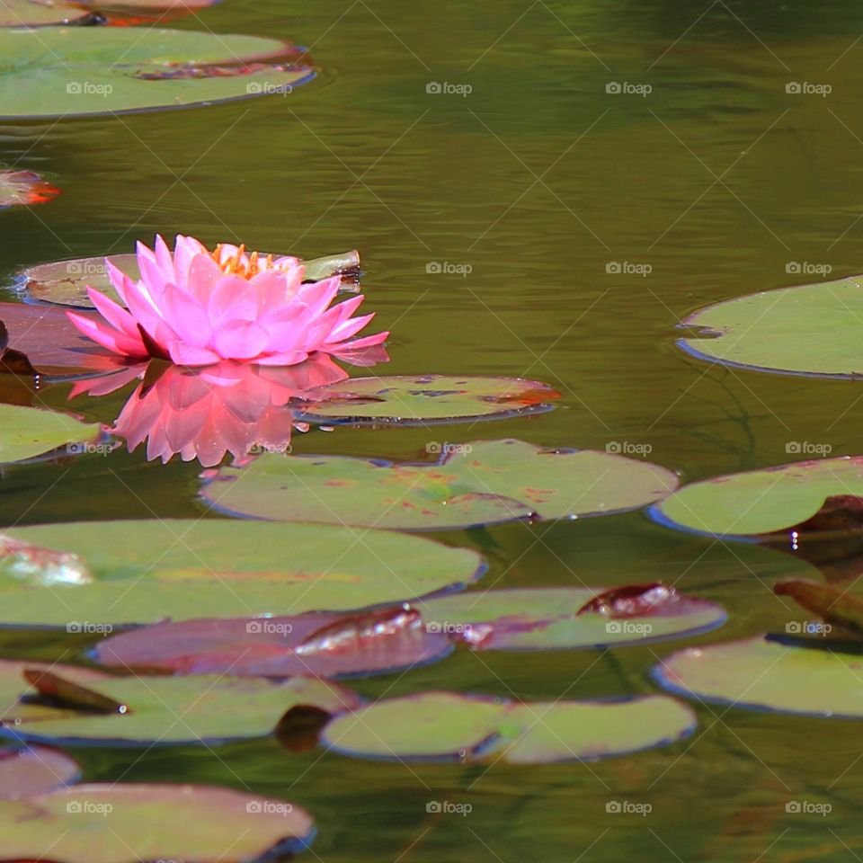 Reflecting pond 