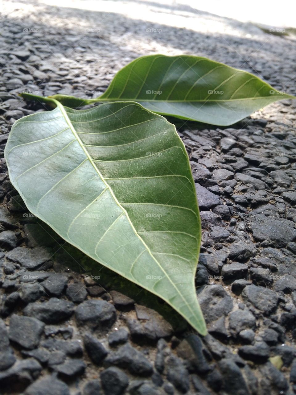 leaf is never WASTE in a life.
so cool a drop a leaf.....but eat a good in animal.