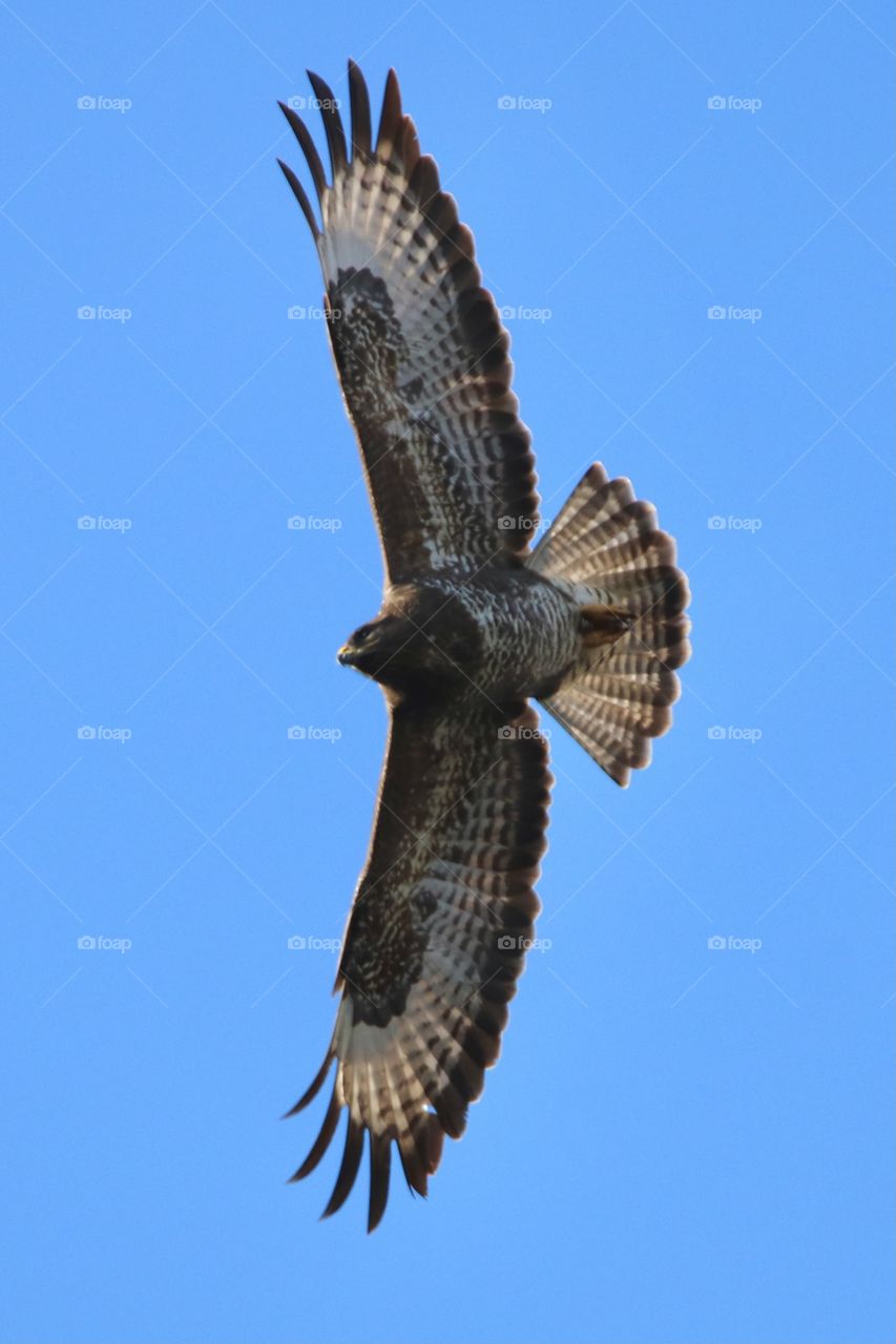 Buzzard