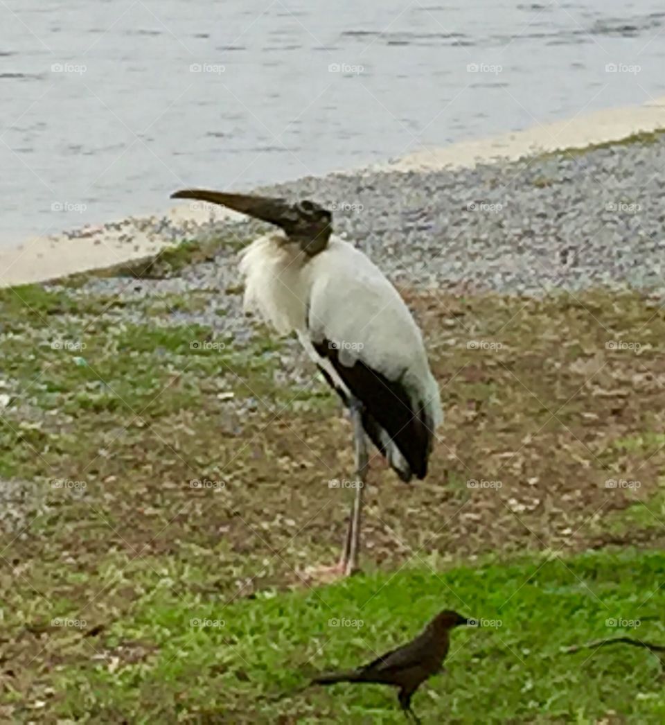 Wood stork