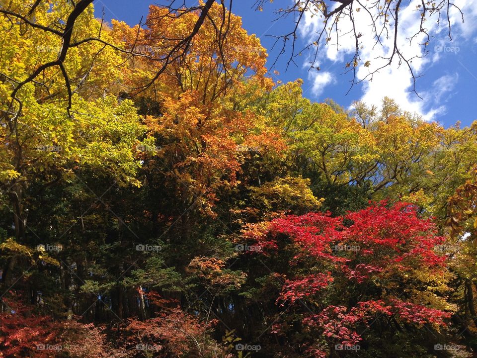 Autumn in Nikko,Japan