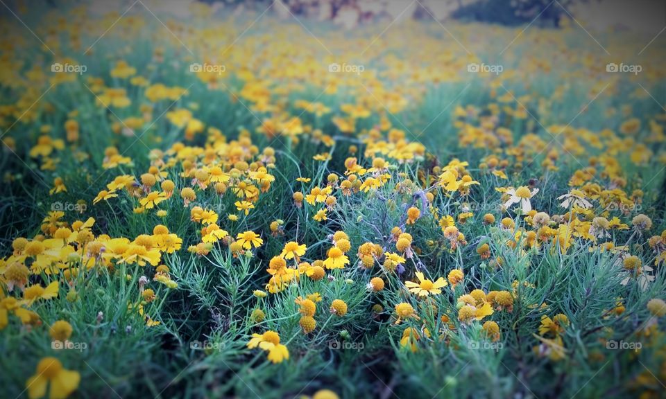 Yellow Field