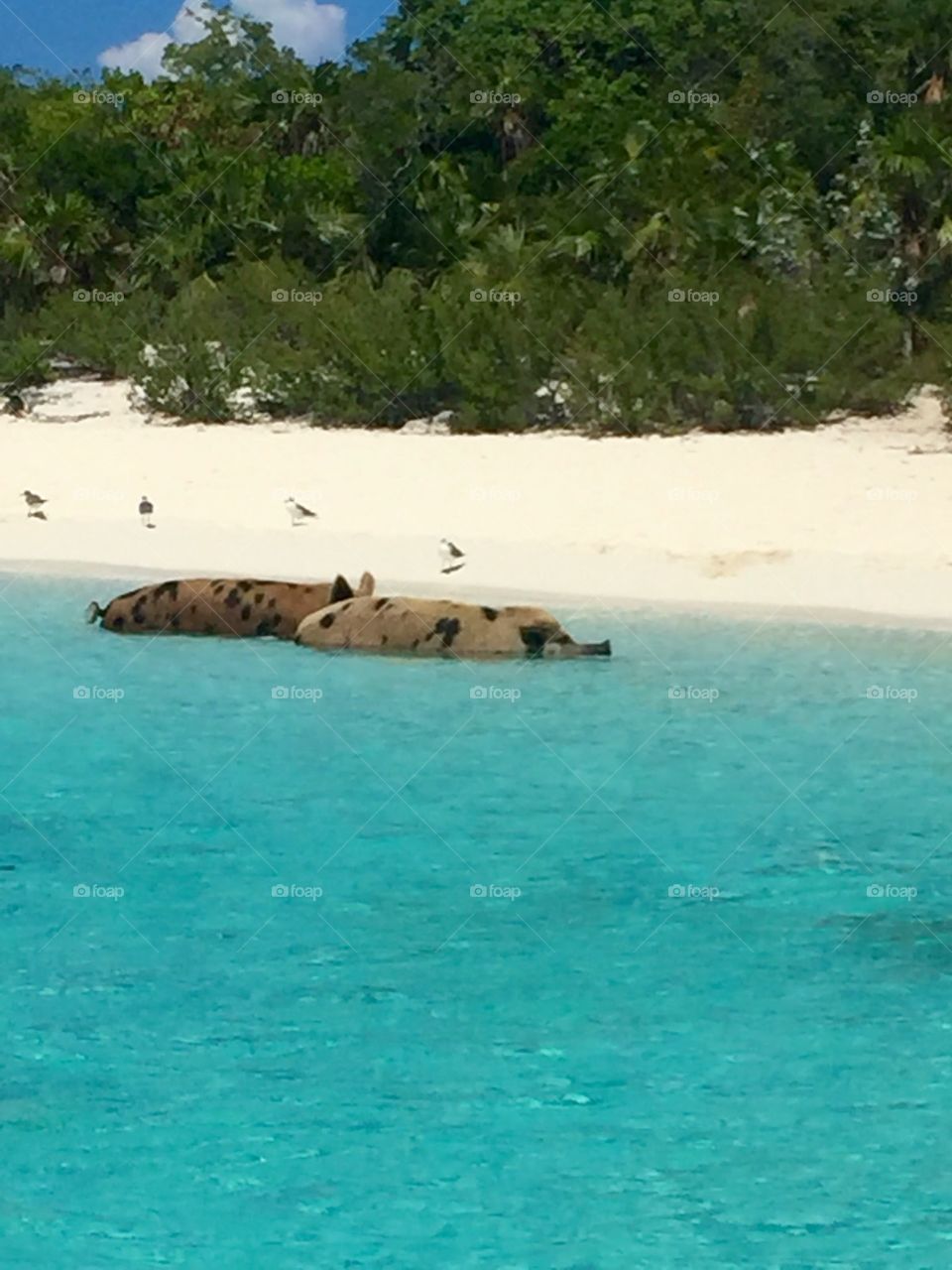 Exuma Cays Swimming Pigs