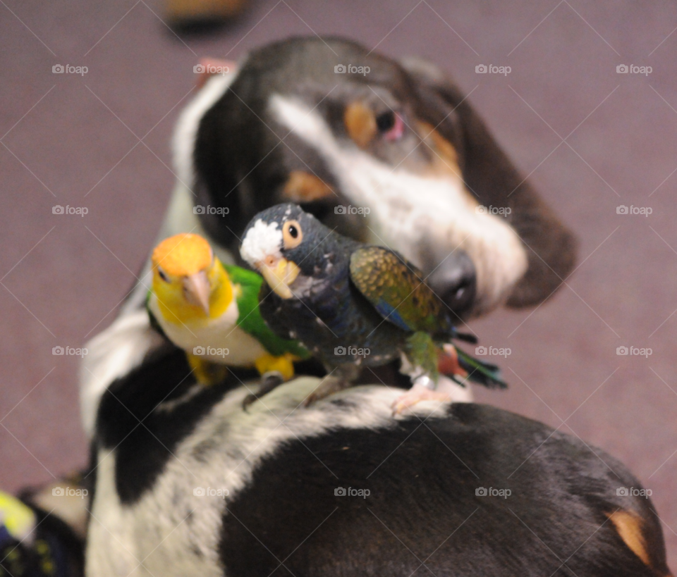 birds dog pets friends by lightanddrawing