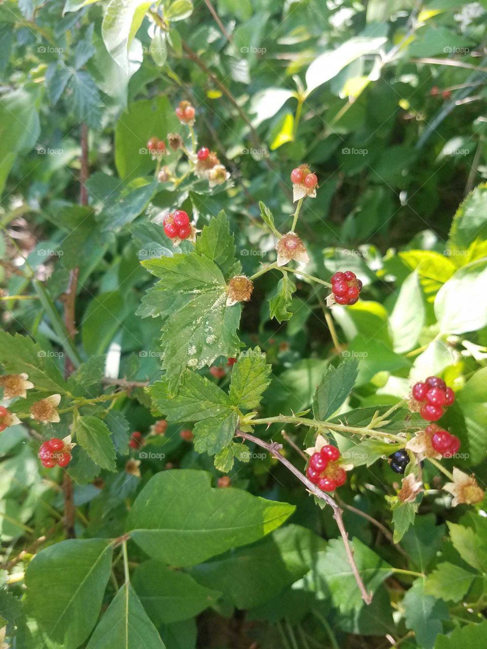 wild berries growing amidst the poison ivy in the pasture