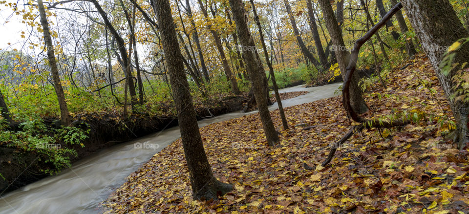 Creek running through the woods in the fall