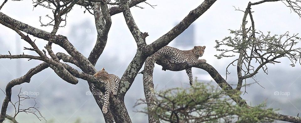 Leopard on tree