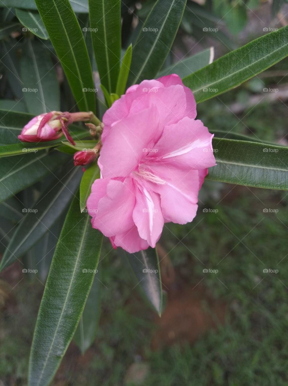 Asian rose pink flower seasonal fresh looks very beautiful generally found everywhere