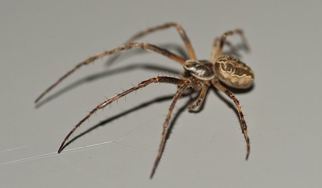Spider