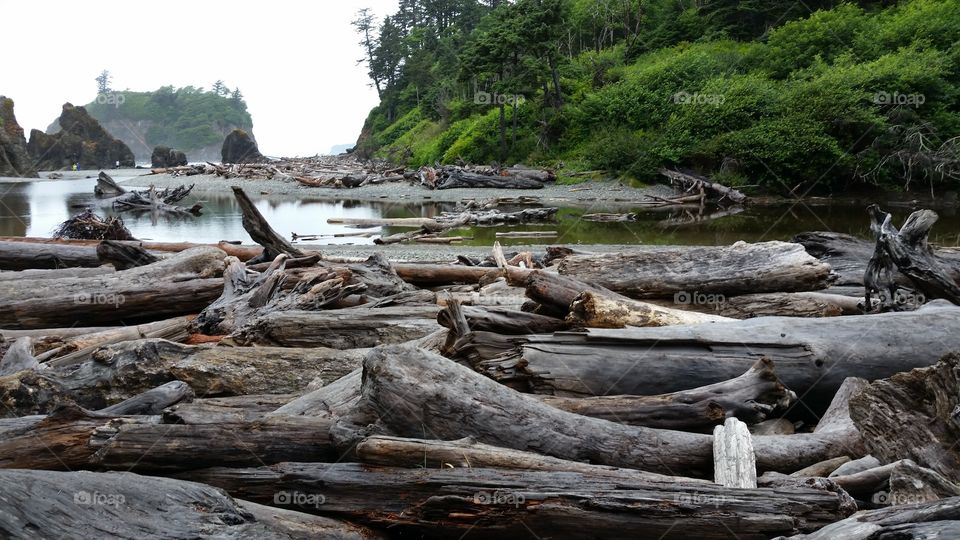 beach driftwood log
