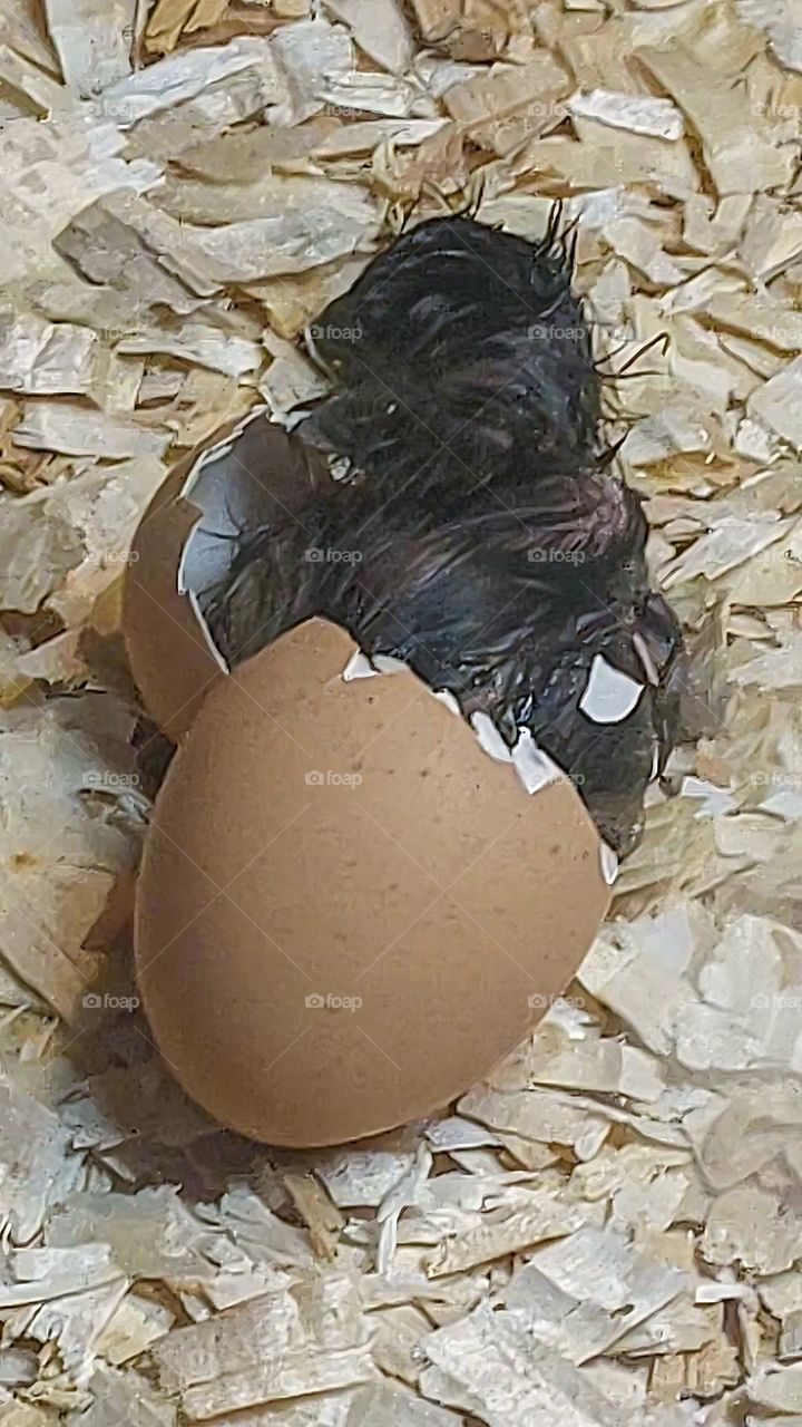 A chick that hatches from an egg