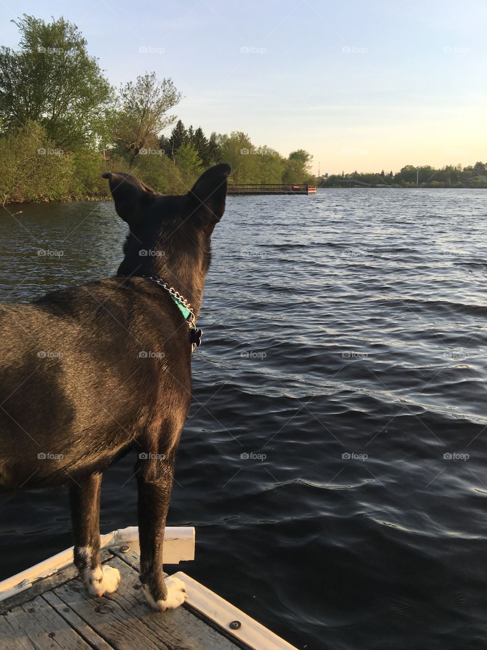 River dog