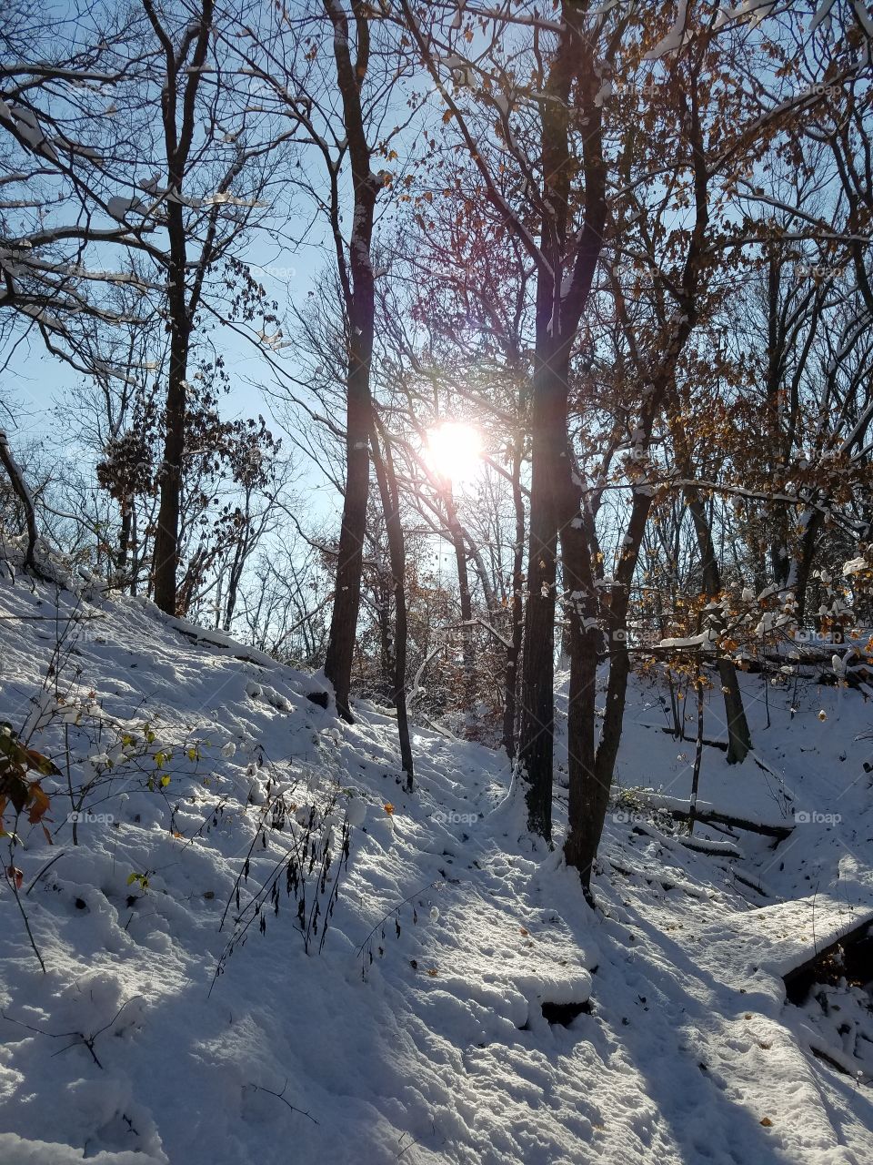 winter forest