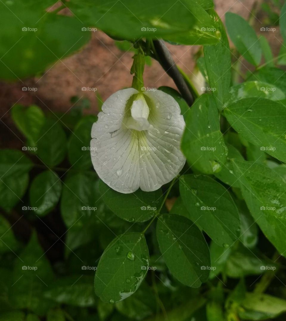 Clitoria ternatea
Butterfly Pea
white flower
rain drops over flower