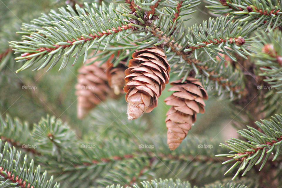 Pinecones