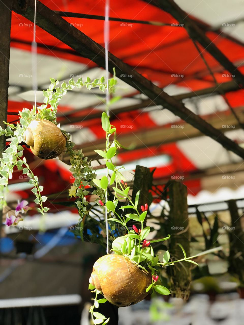 Plants grown in snail shell and hangedin the garden .creeper plants grown in snail shell looks great.