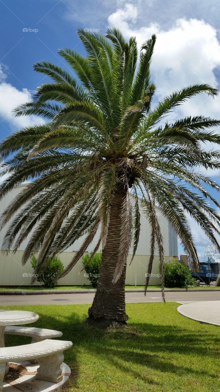 summer park palm tree