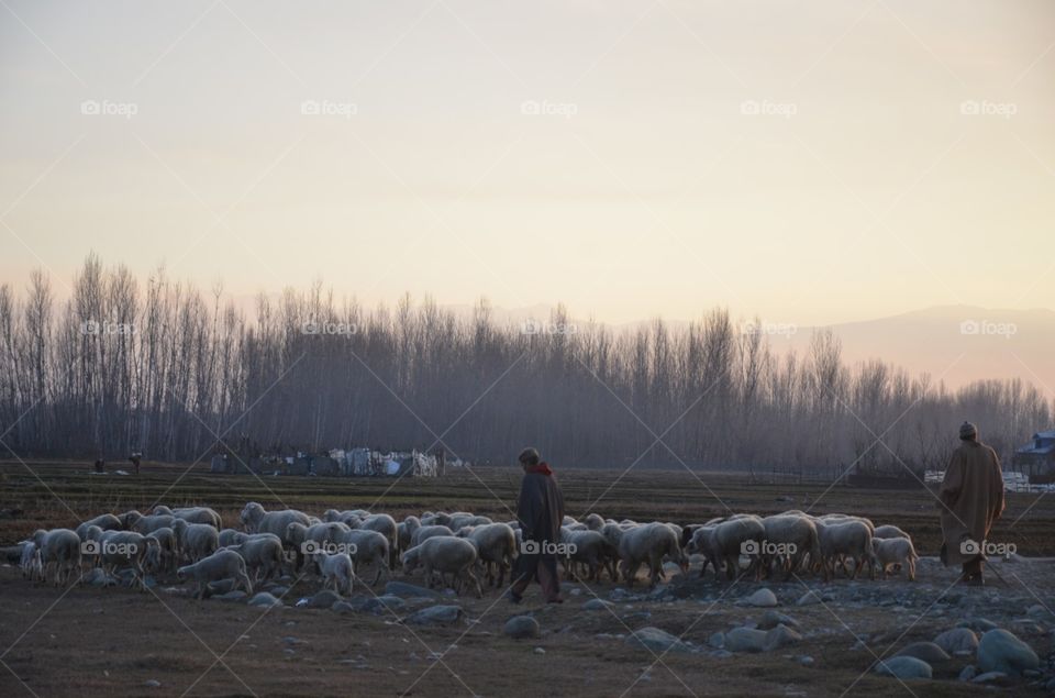 Kashmir