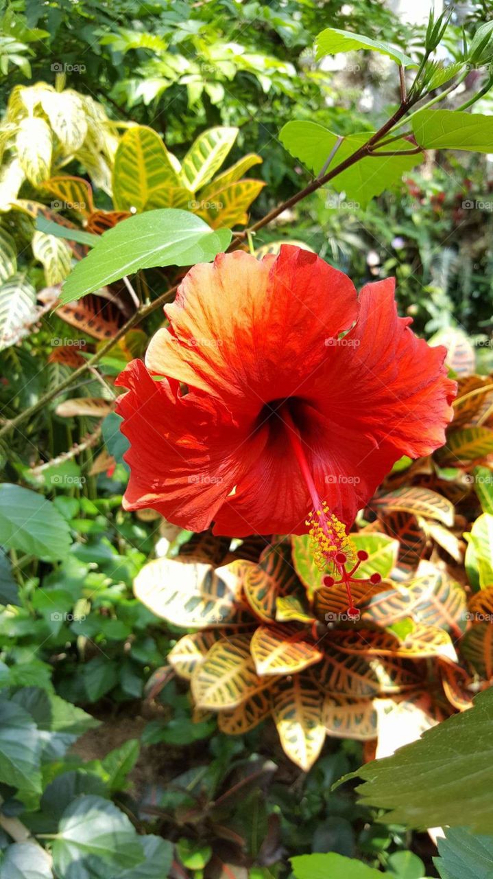 San Antonio, Texas. Botanican Garden