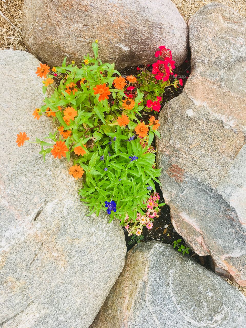 Bright, vibrant flowers emerging from rocky background 