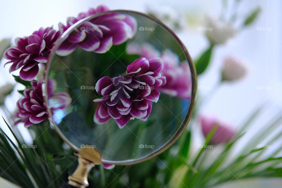 Close-up of chrysanthemums flower seen through magnifying glass. 