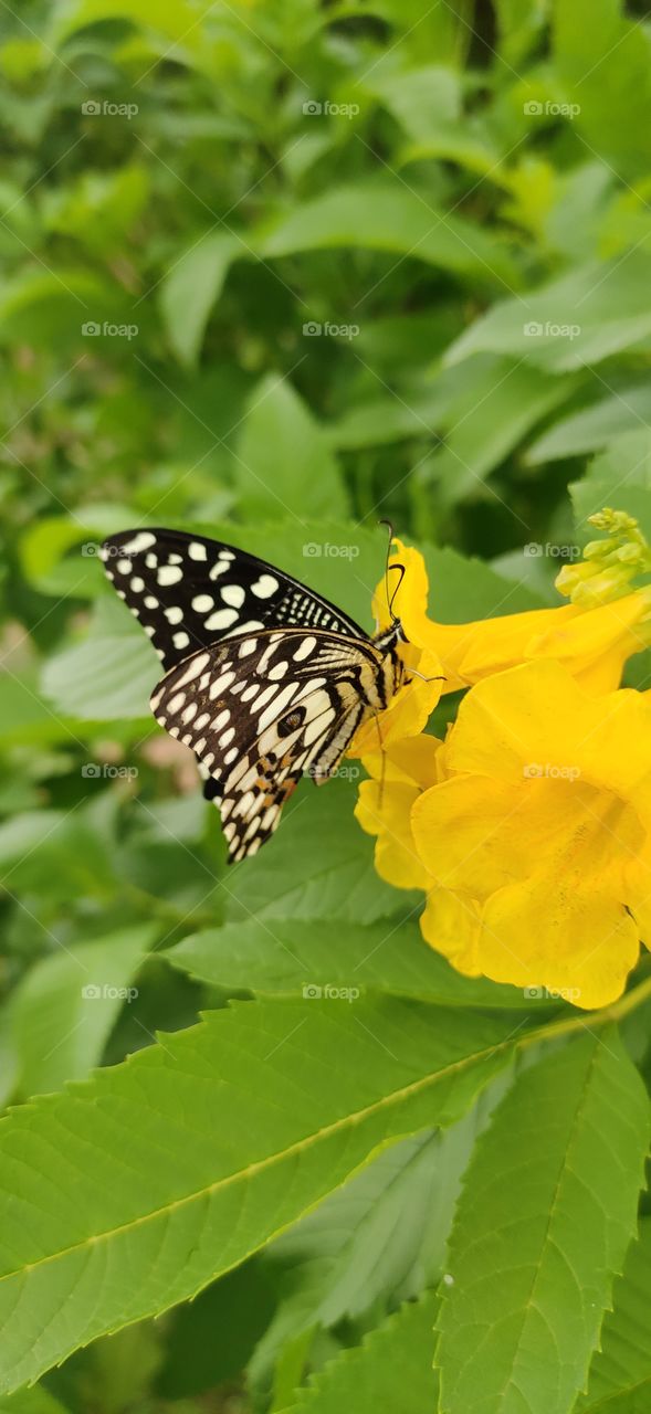 butterfly and flower