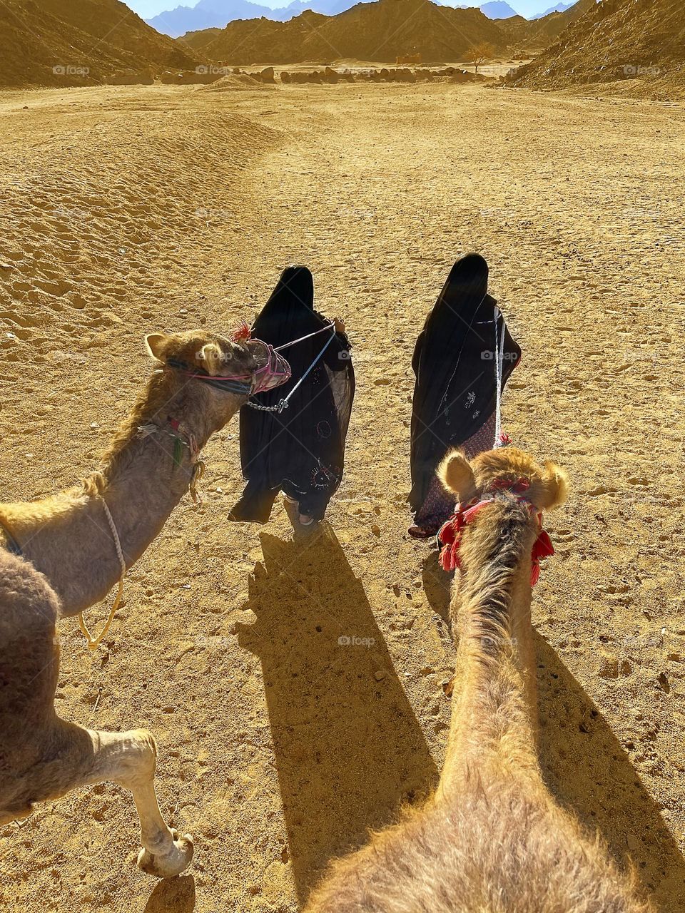 Top view from the camel’s ride on the desert 