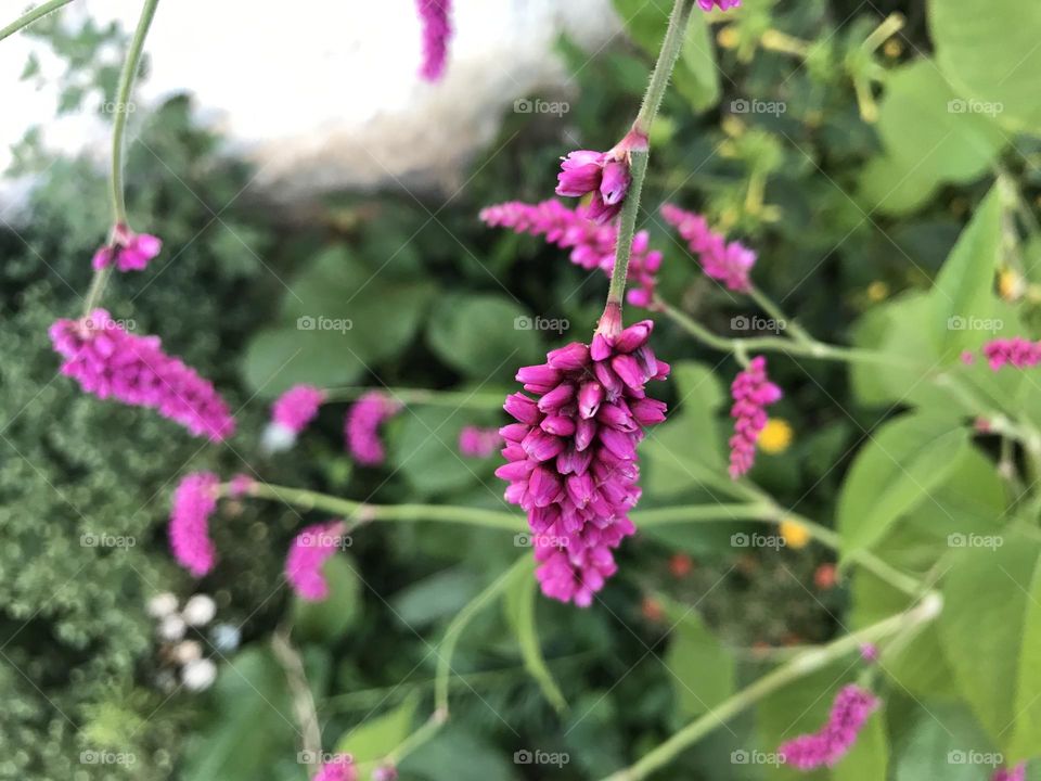 Purple and pink flowers