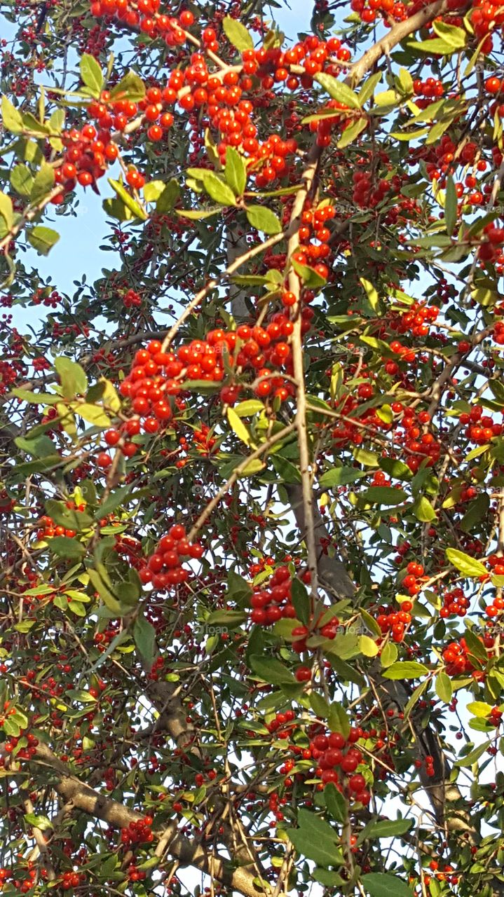 holly berry tree in bloom