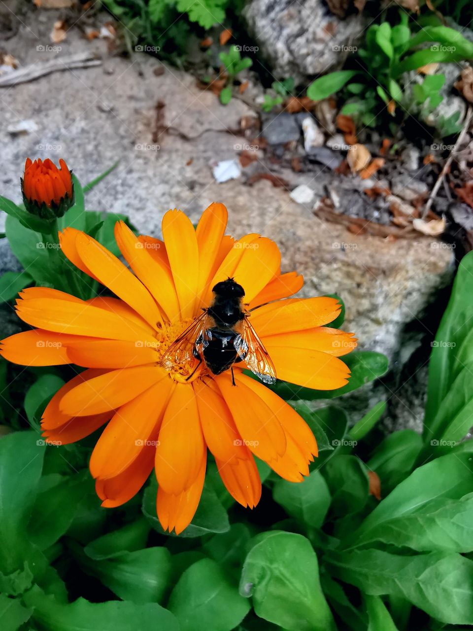 Bee gathering food