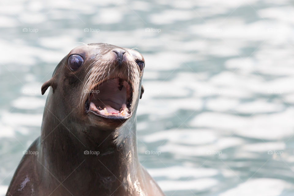 Portrait of a screaming sea lion  