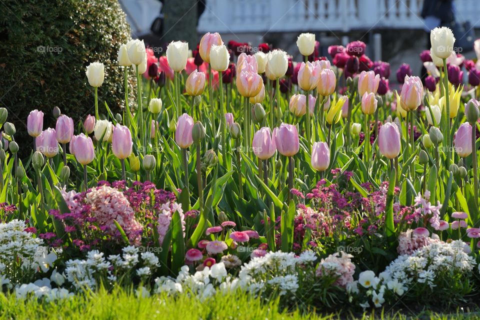 Tulips