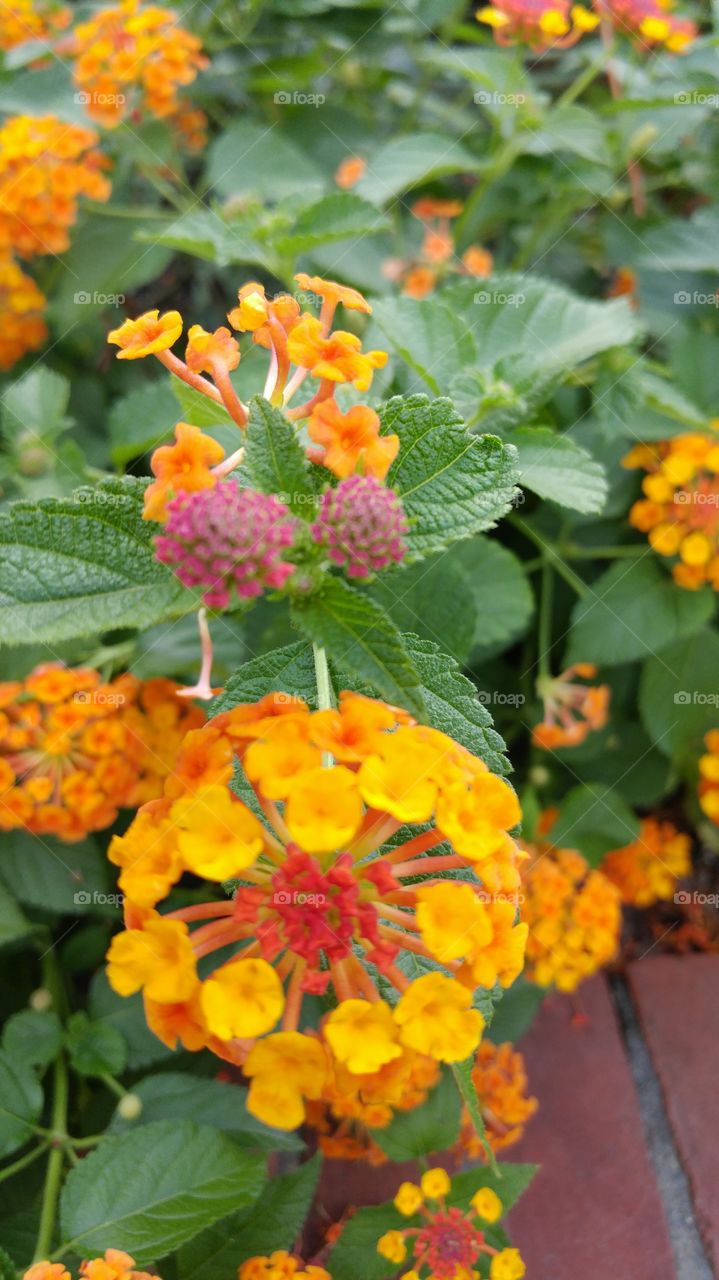 Vibrant Colorful Flowers