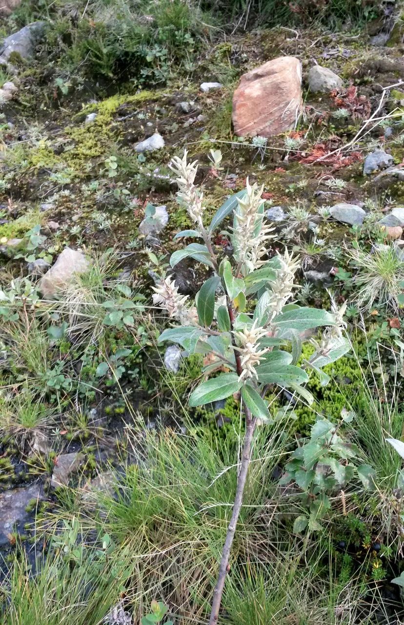 The rough nature in Norway