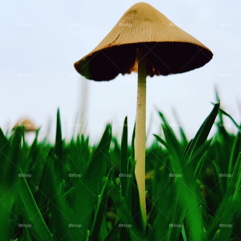 magic mushrooms after the rain