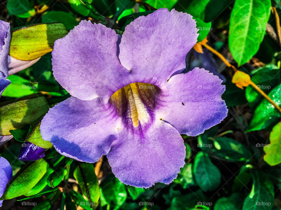 The violet flower 