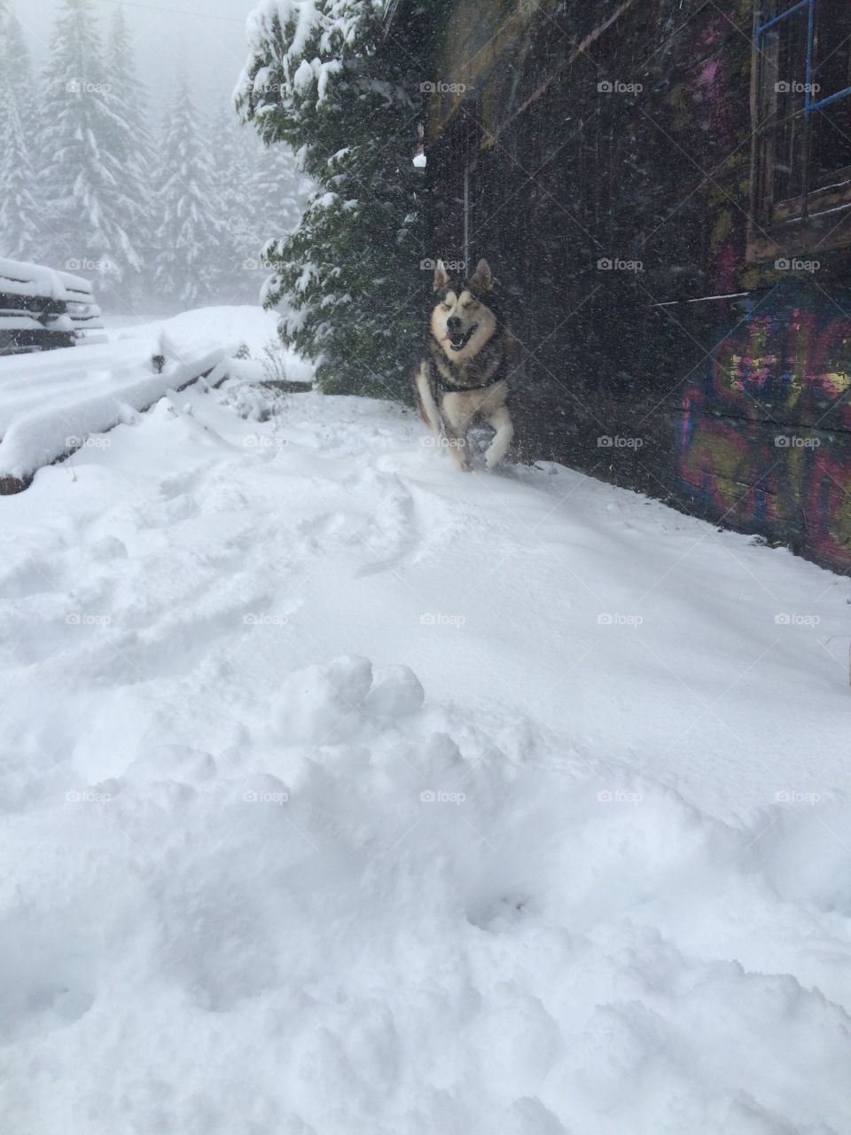 Snow dog!