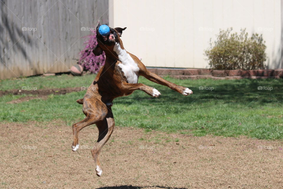 Leaping dog