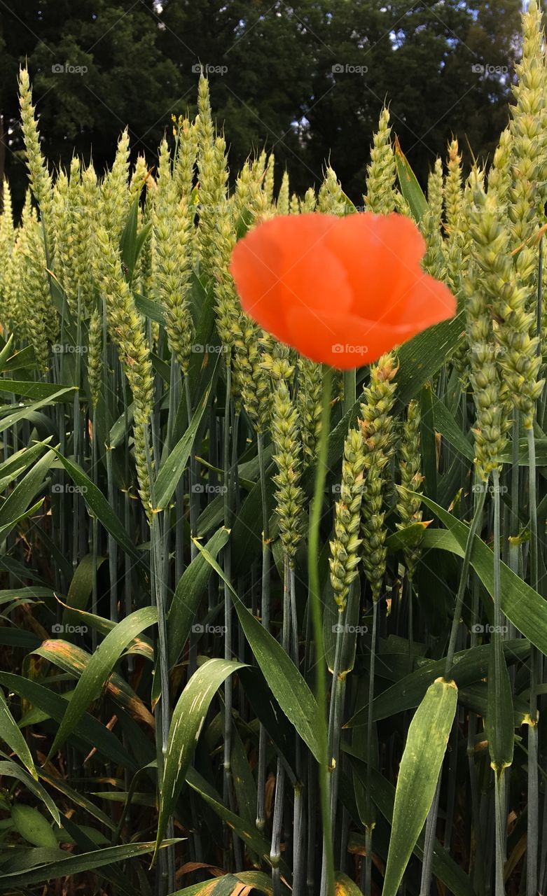 Poppy flower in the field